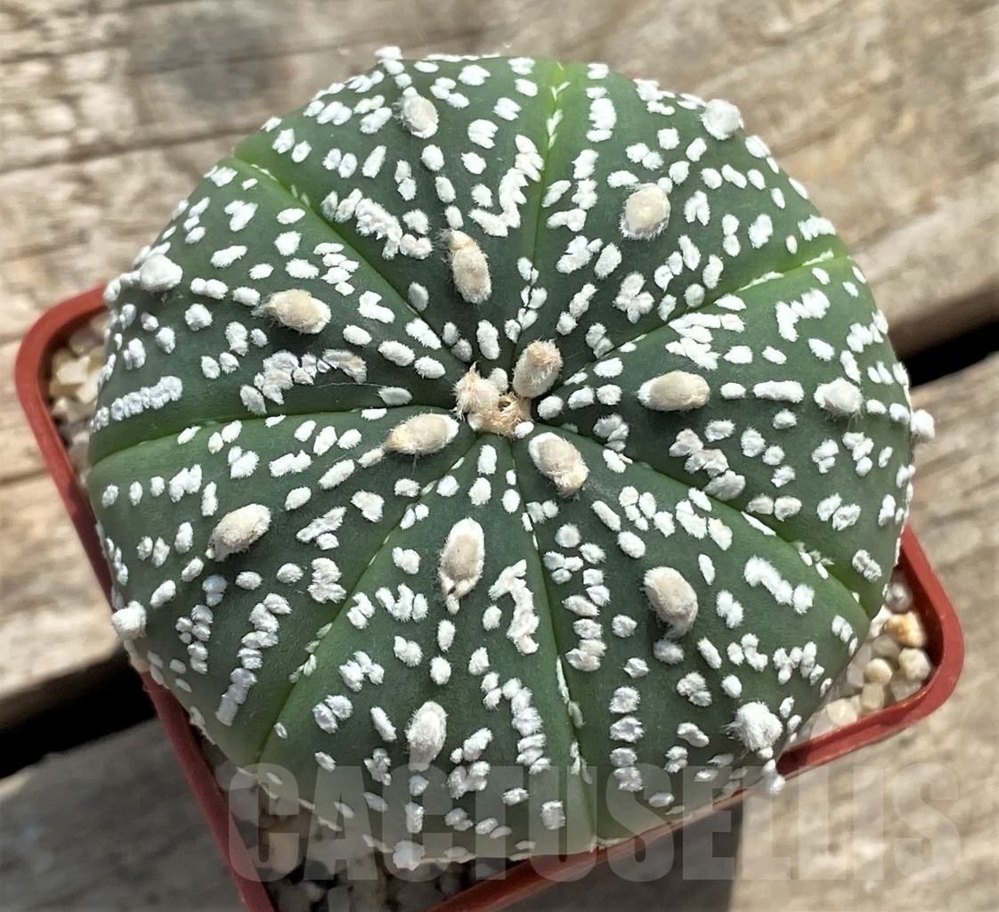 SHPR12251 Astrophytum asterias cv. SK hybrid
