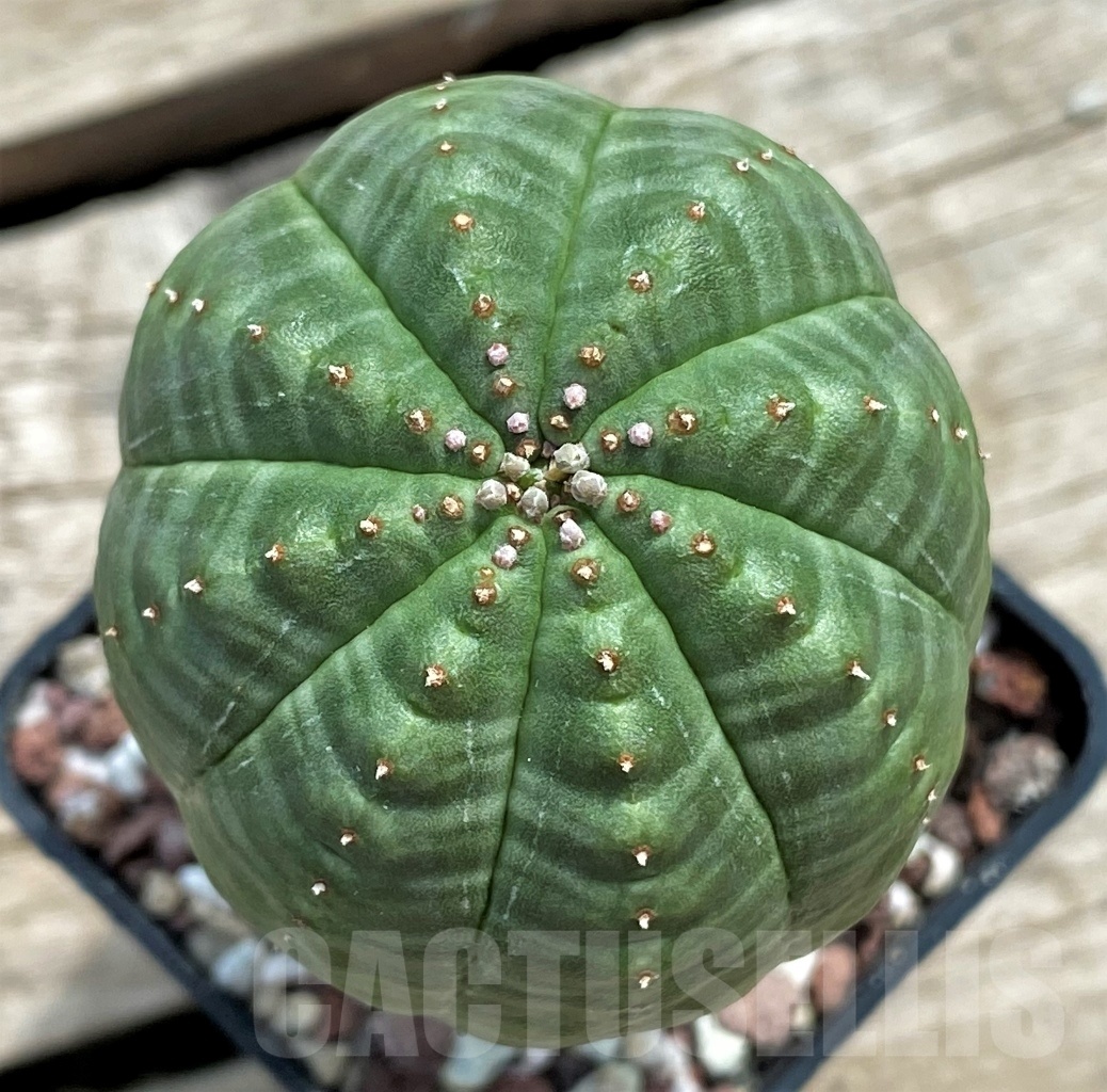SHPR12252 Euphorbia obesa