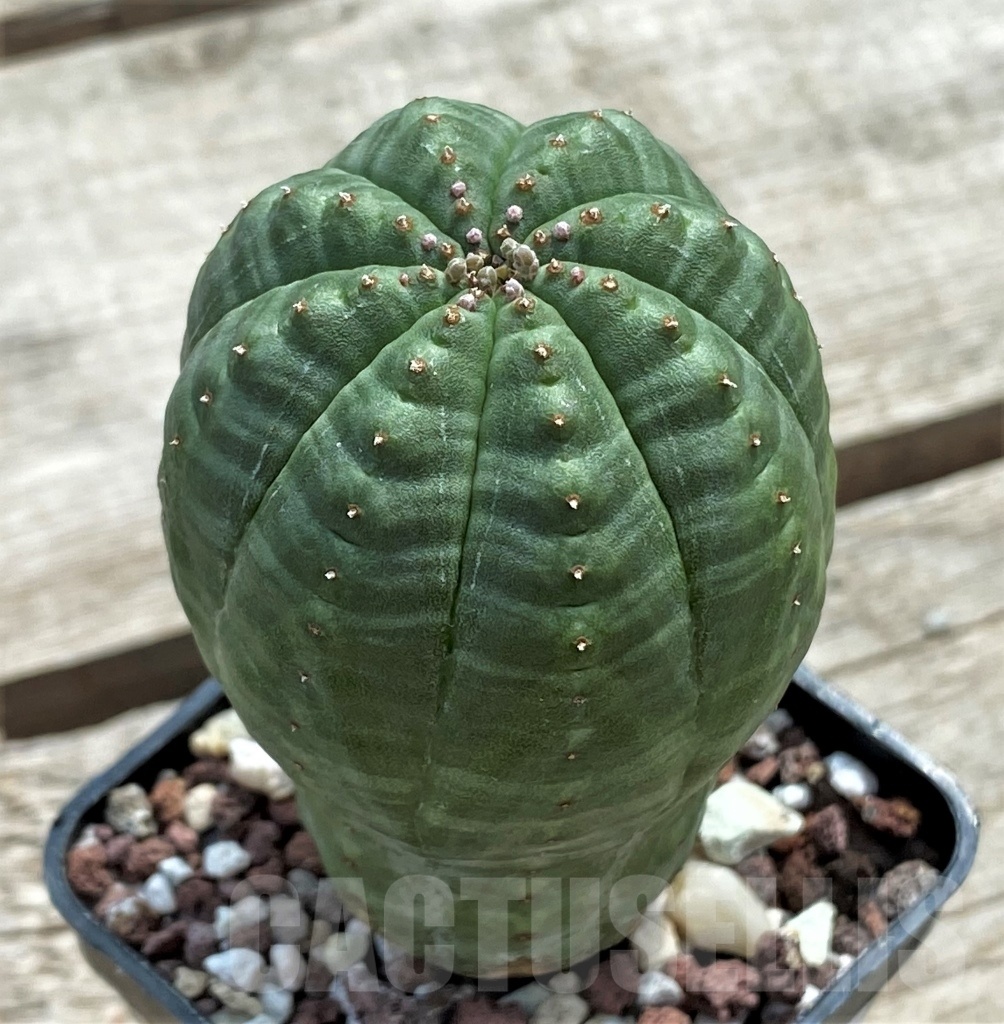 SHPR12252 Euphorbia obesa - immagine 2