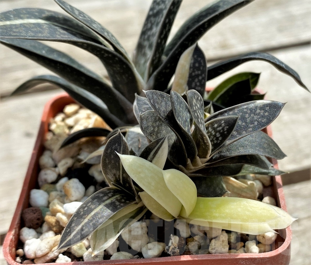 SHPR12253 Gasteria maculata variegata