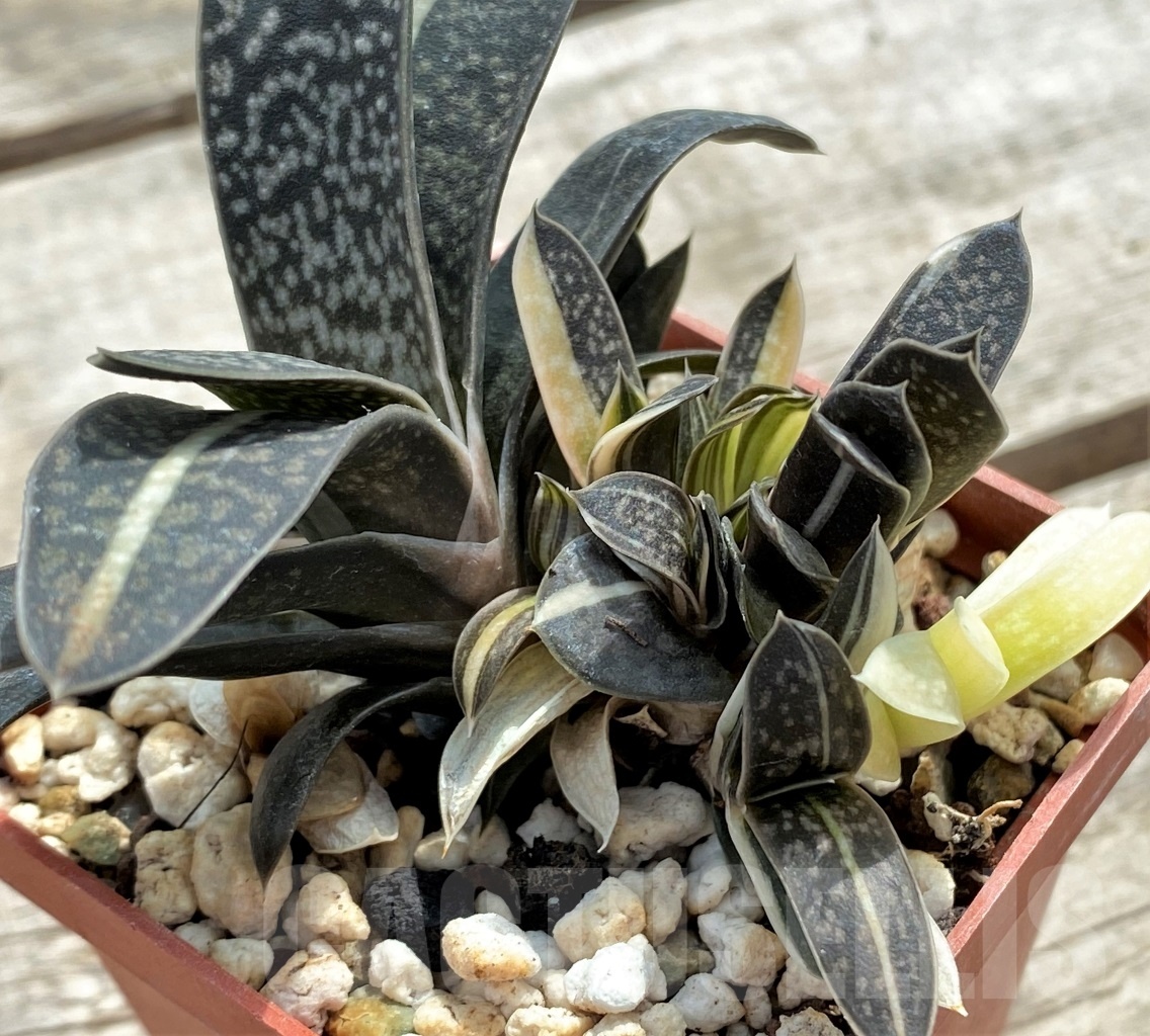 SHPR12253 Gasteria maculata variegata - Obrázek 2