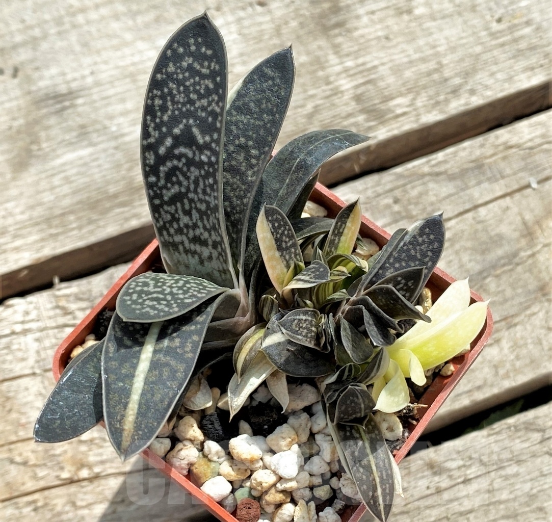 SHPR12253 Gasteria maculata variegata - Obrázek 3