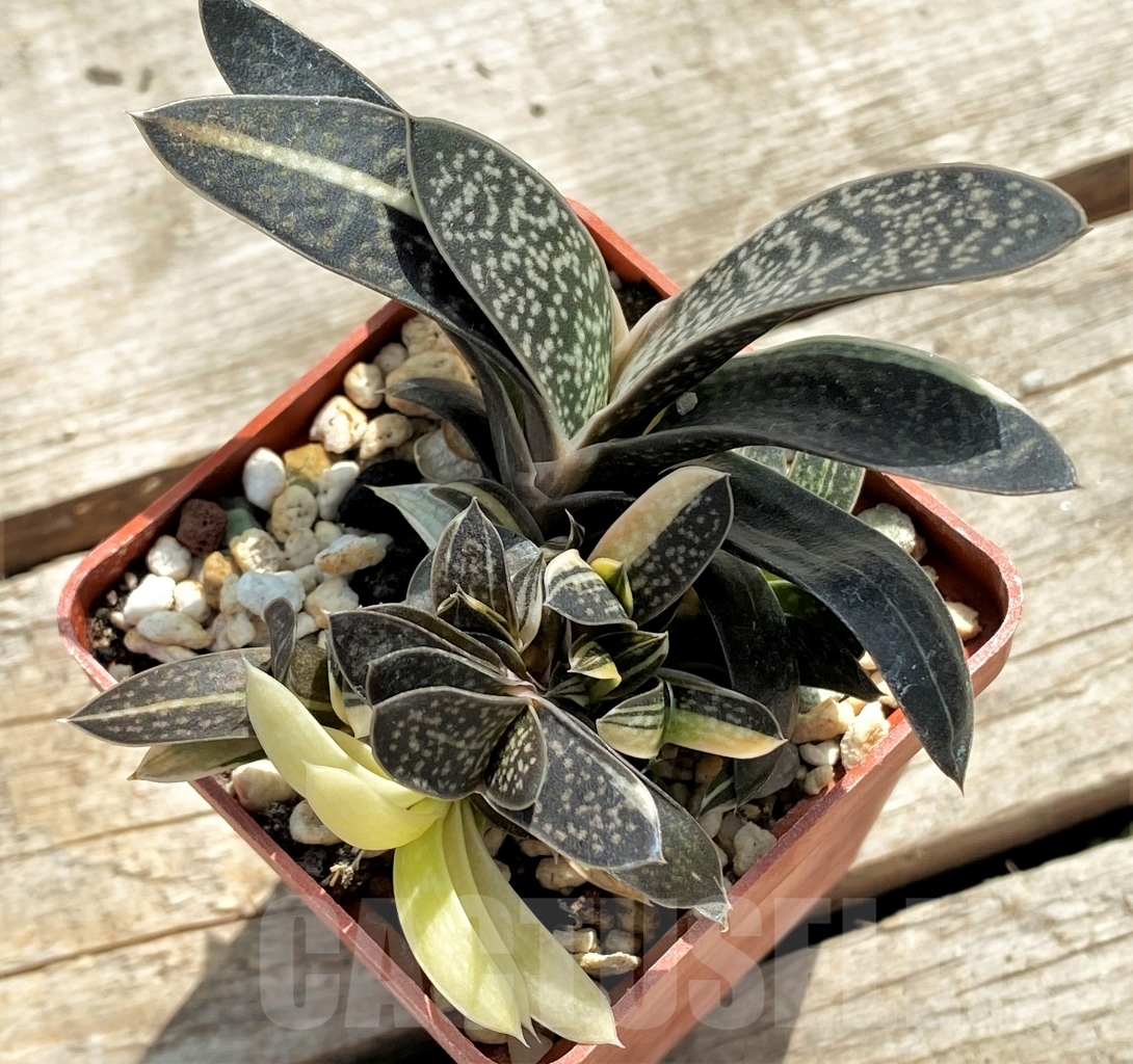 SHPR12253 Gasteria maculata variegata - Obrázek 4