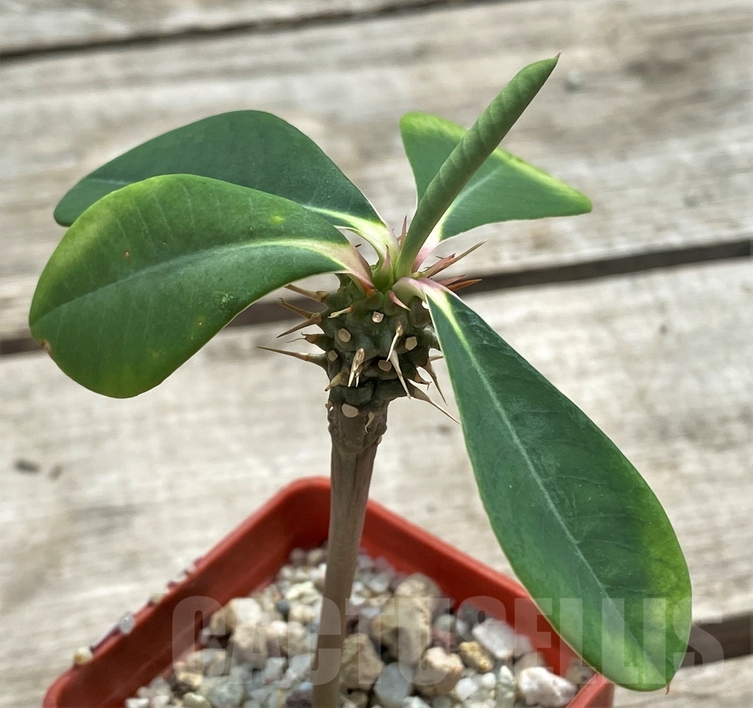 SHPR12254 Euphorbia viguieri var. capuroniana