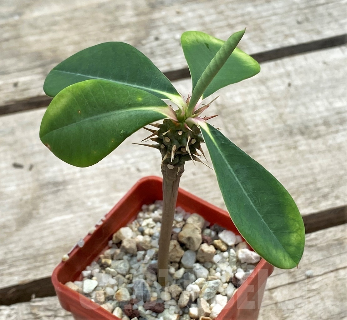 SHPR12254 Euphorbia viguieri var. capuroniana - Imagen 2