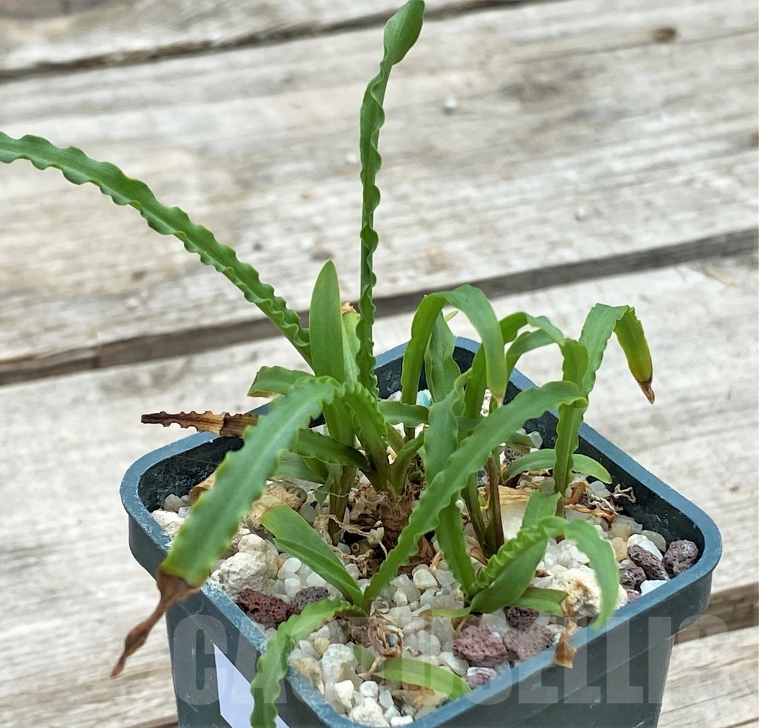SHPR12256 Ledebouria crispa