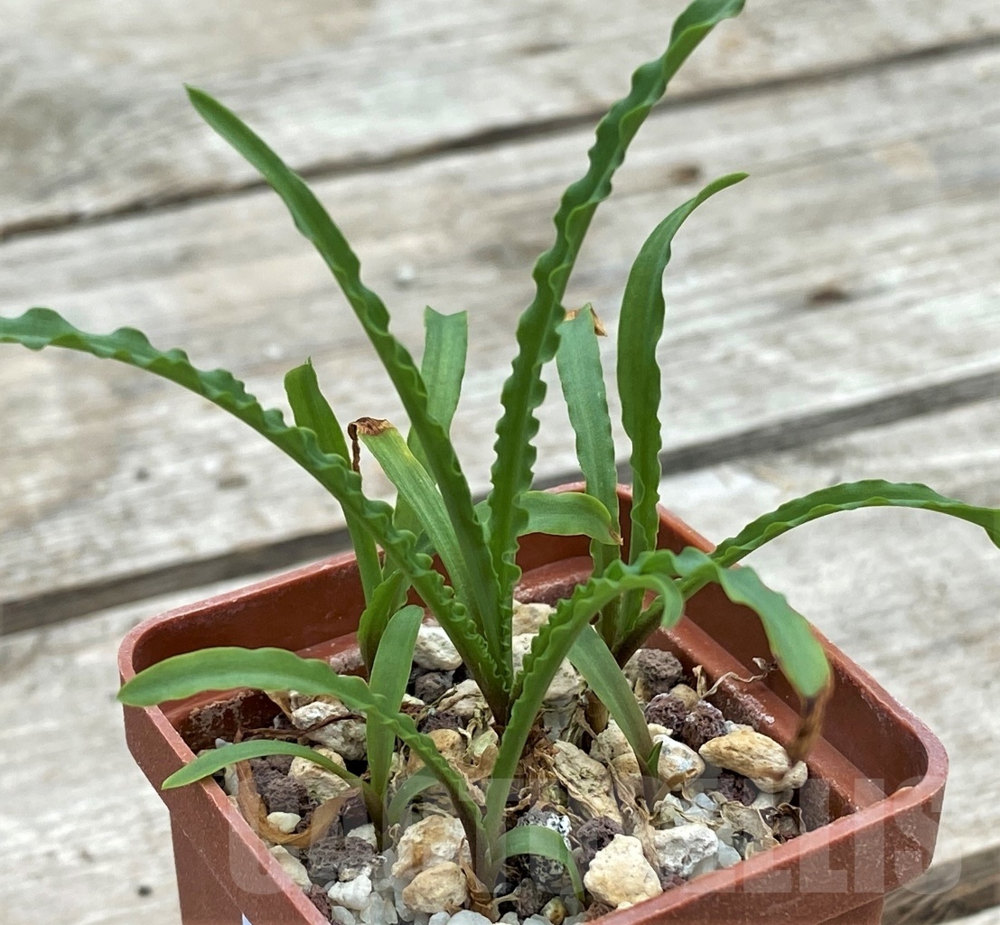 SHPR12257 Ledebouria crispa