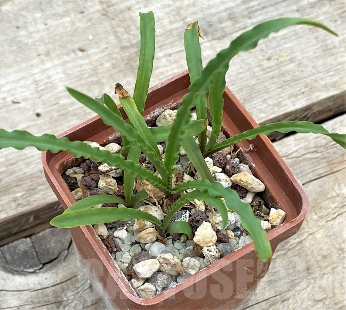 SHPR12257 Ledebouria crispa - Image 2