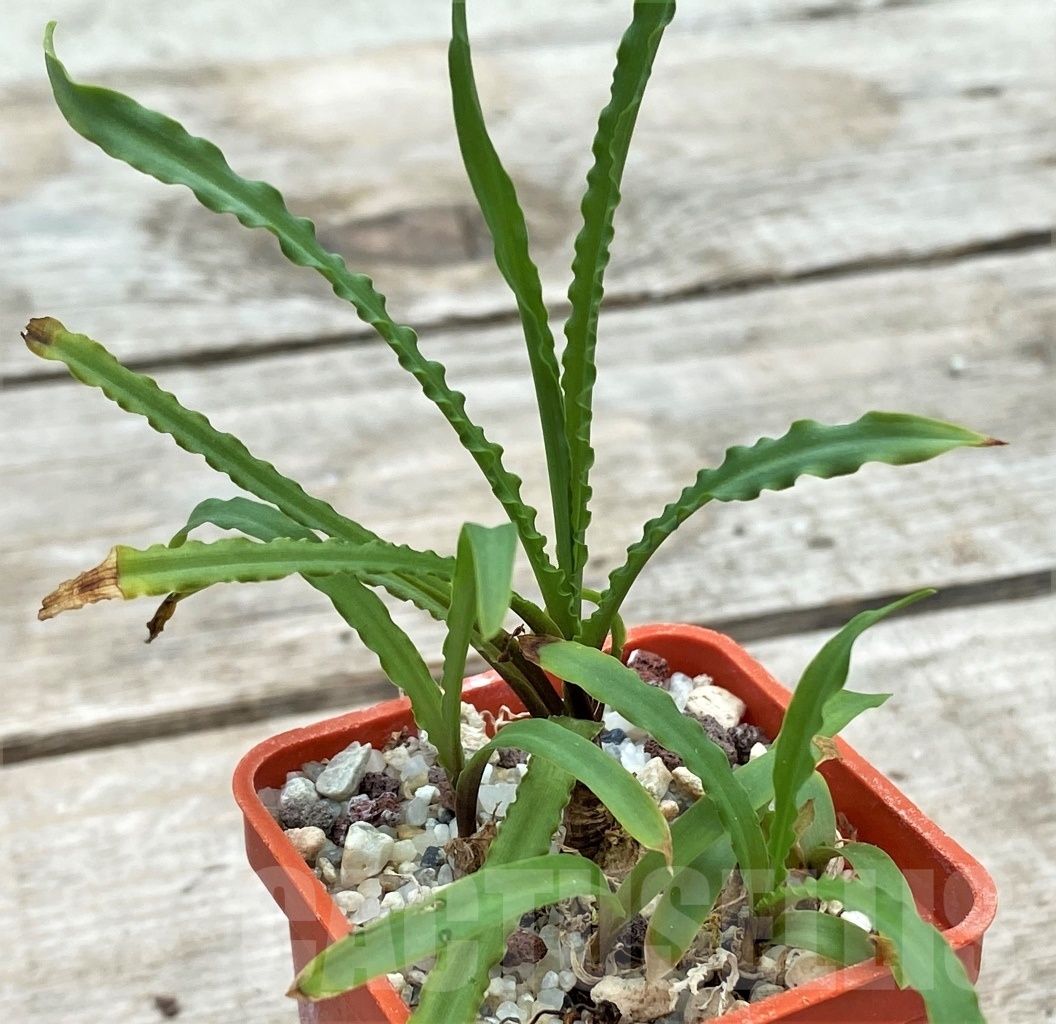 SHPR12259 Ledebouria crispa