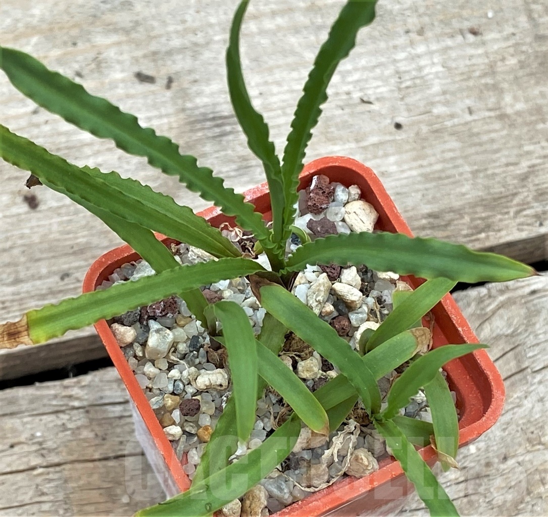 SHPR12259 Ledebouria crispa - Image 2