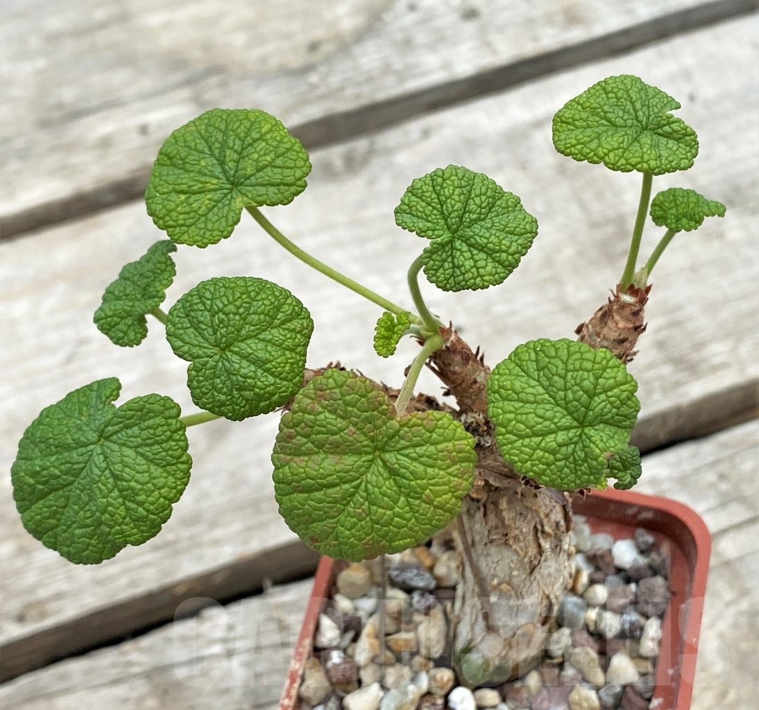 SHPR12260 Pelargonium cotyledonis - Image 2