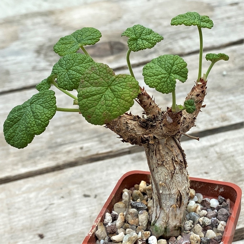 SHPR12260 Pelargonium cotyledonis