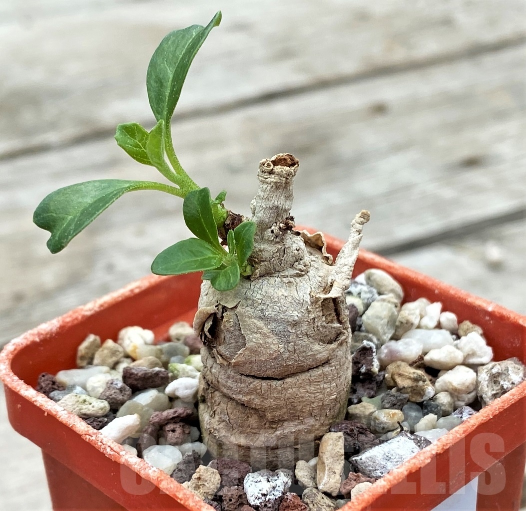 SHPR12262 Pterodiscus elliottii - Зображення 2