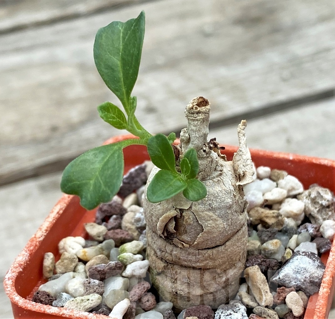 SHPR12262 Pterodiscus elliottii