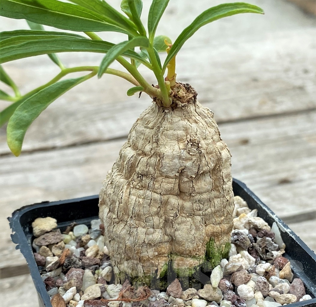 SHPR12264 Ipomoea welwitschii ES 20395