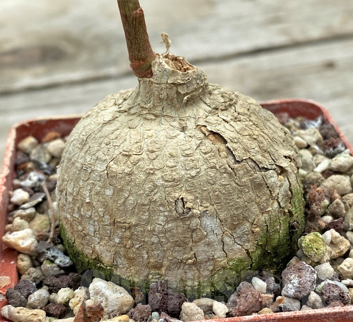 SHPR12265 Adenia goetzei ES 20491 - Image 3