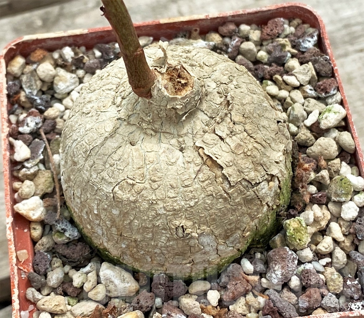 SHPR12265 Adenia goetzei ES 20491 - Image 2