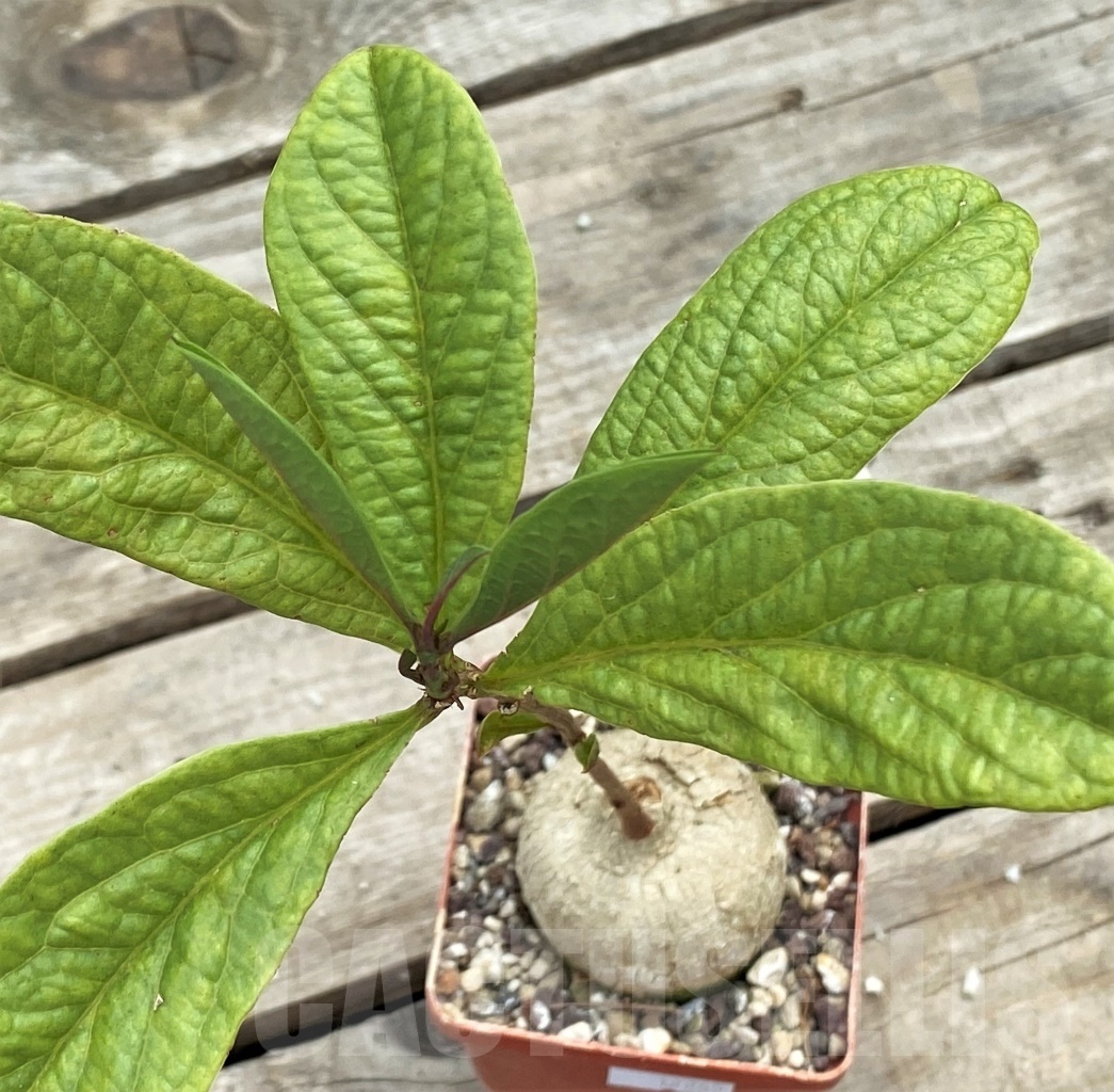 SHPR12265 Adenia goetzei ES 20491