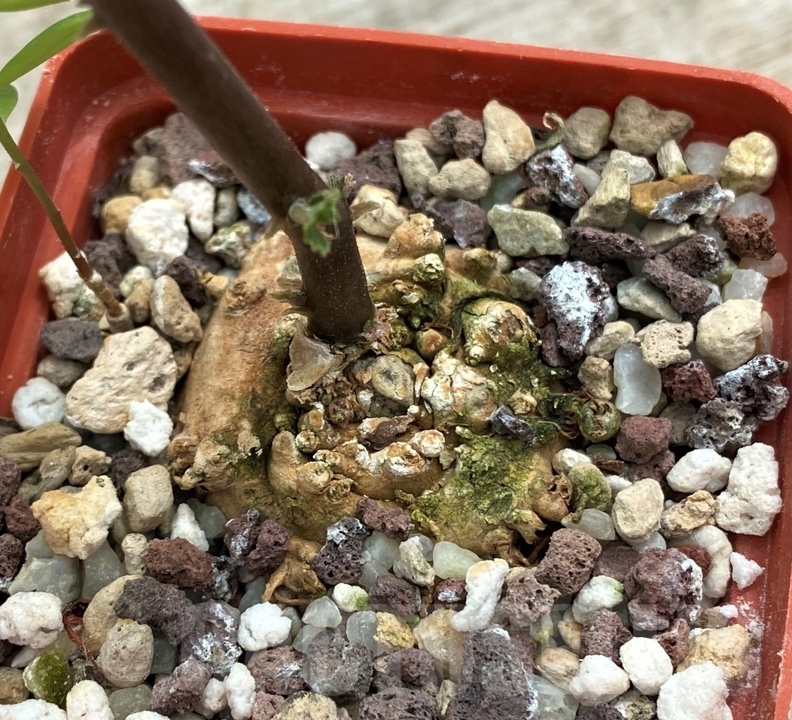 SHPR12266 Dorstenia benguellensis (cup-shaped flower) ES 20714 - Image 3