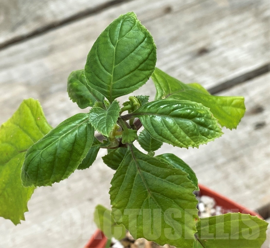 SHPR12266 Dorstenia benguellensis (cup-shaped flower) ES 20714