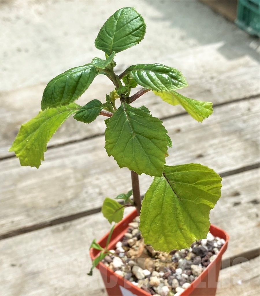 SHPR12266 Dorstenia benguellensis (cup-shaped flower) ES 20714 - Image 2
