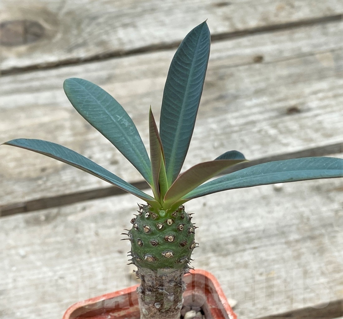 SHPR12269 Euphorbia pachypodioides