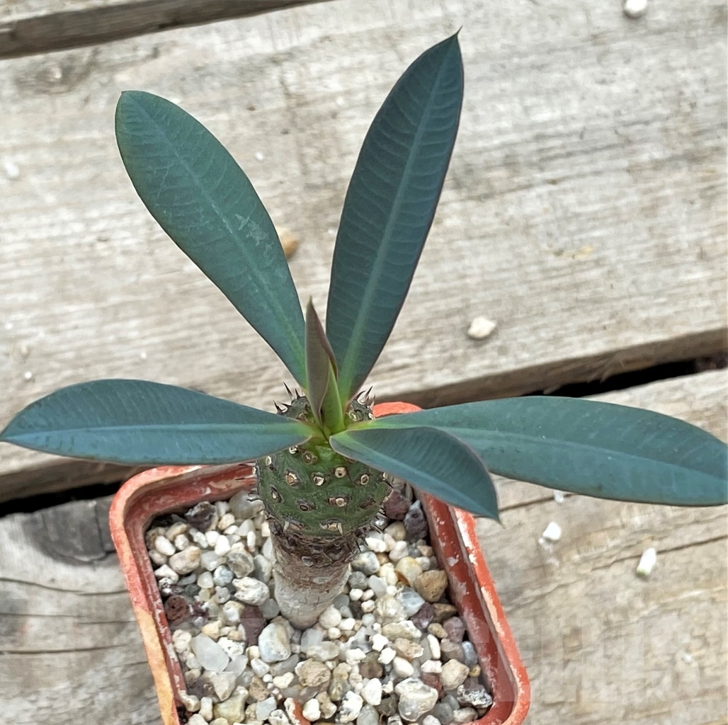 SHPR12269 Euphorbia pachypodioides - Imagen 2