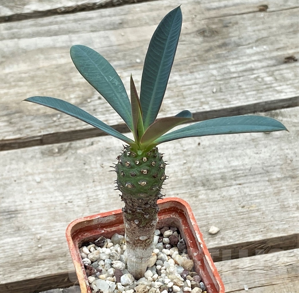 SHPR12269 Euphorbia pachypodioides - Imagen 3
