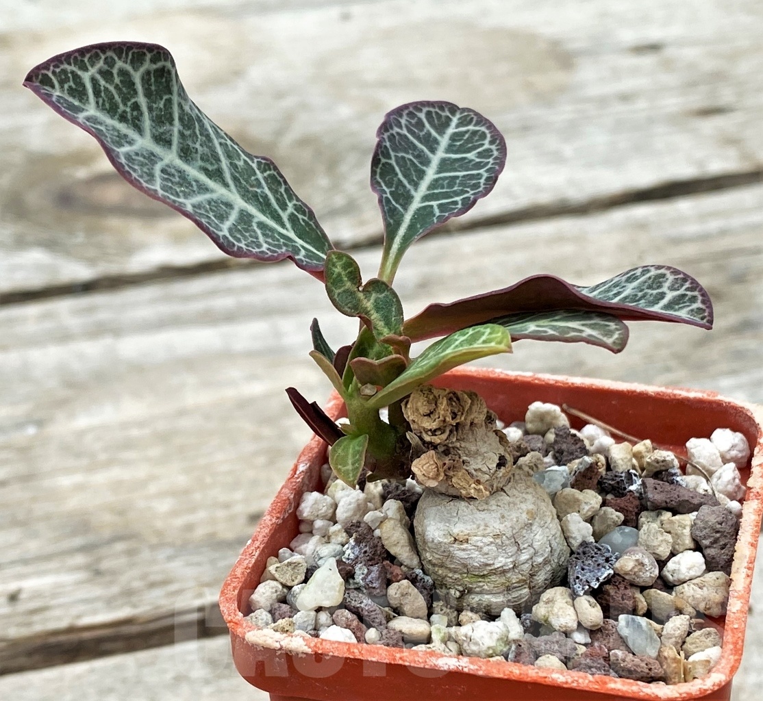 SHPR12270 Monadenium pseudoracemosum ES 21501 - immagine 2