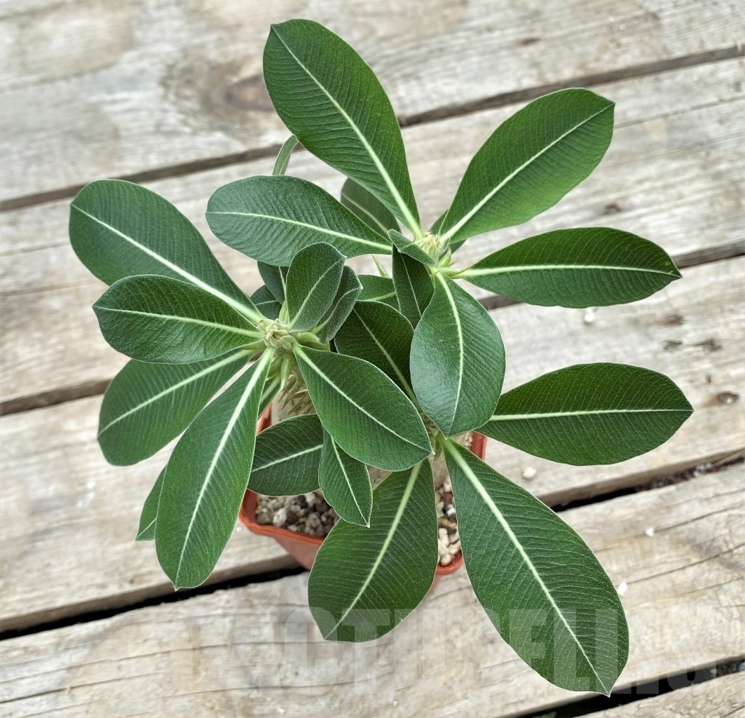 SHPR12271 Pachypodium eburneum -Mount Ibity region, Antananarivo Prov, central Madagascar- - Зображення 3