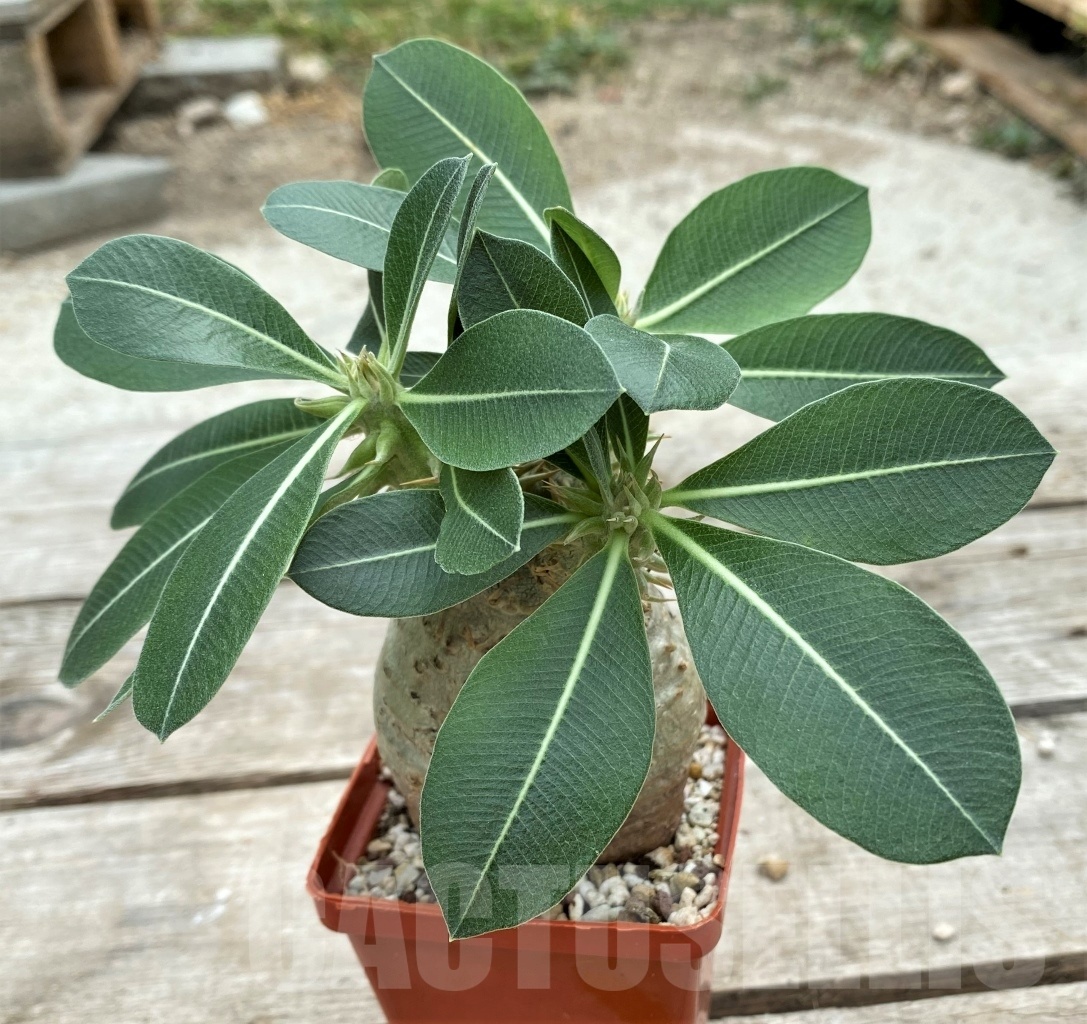 SHPR12271 Pachypodium eburneum -Mount Ibity region, Antananarivo Prov, central Madagascar-