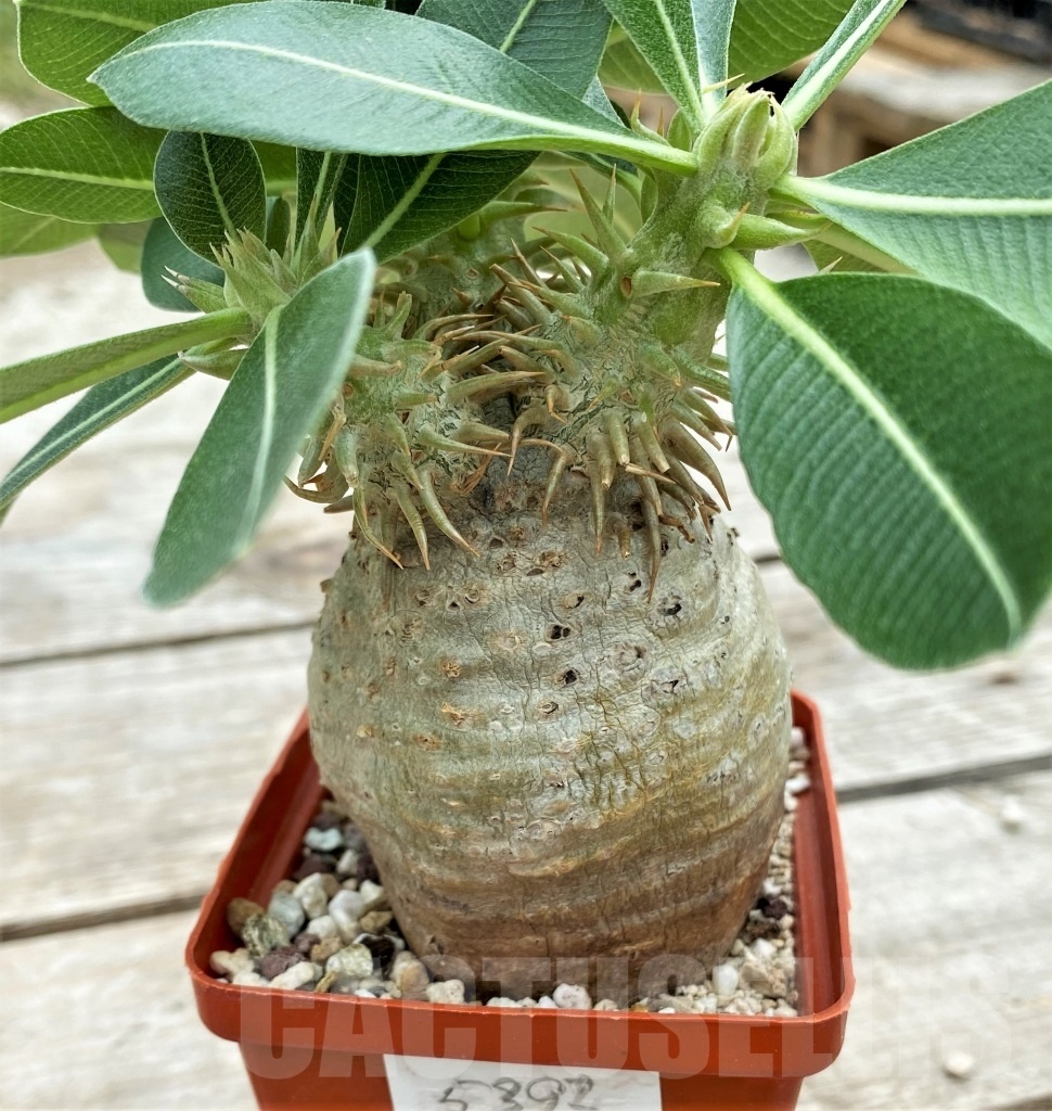 SHPR12271 Pachypodium eburneum -Mount Ibity region, Antananarivo Prov, central Madagascar- - Зображення 2