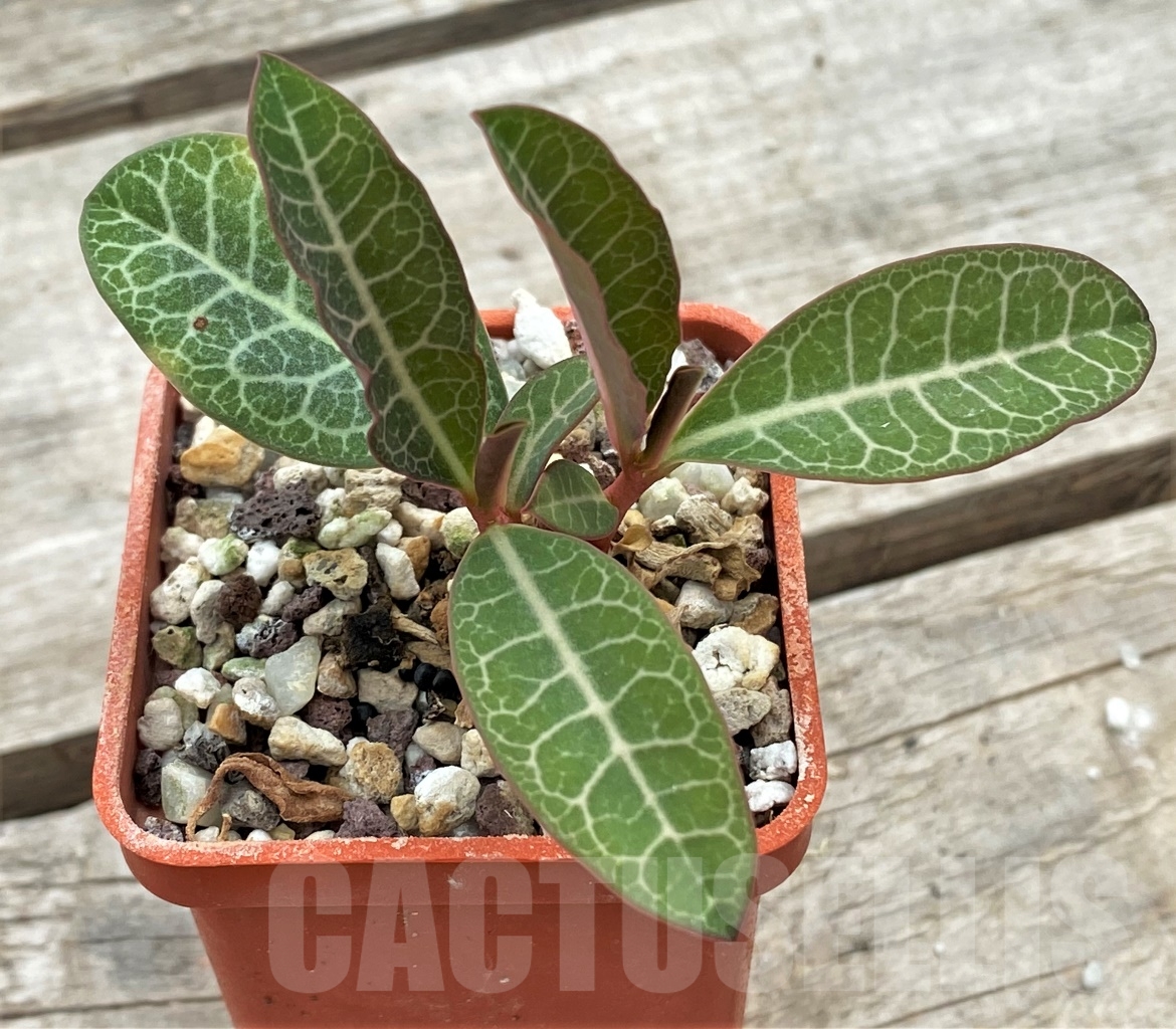 SHPR12272 Monadenium pseudoracemosum ES 21501