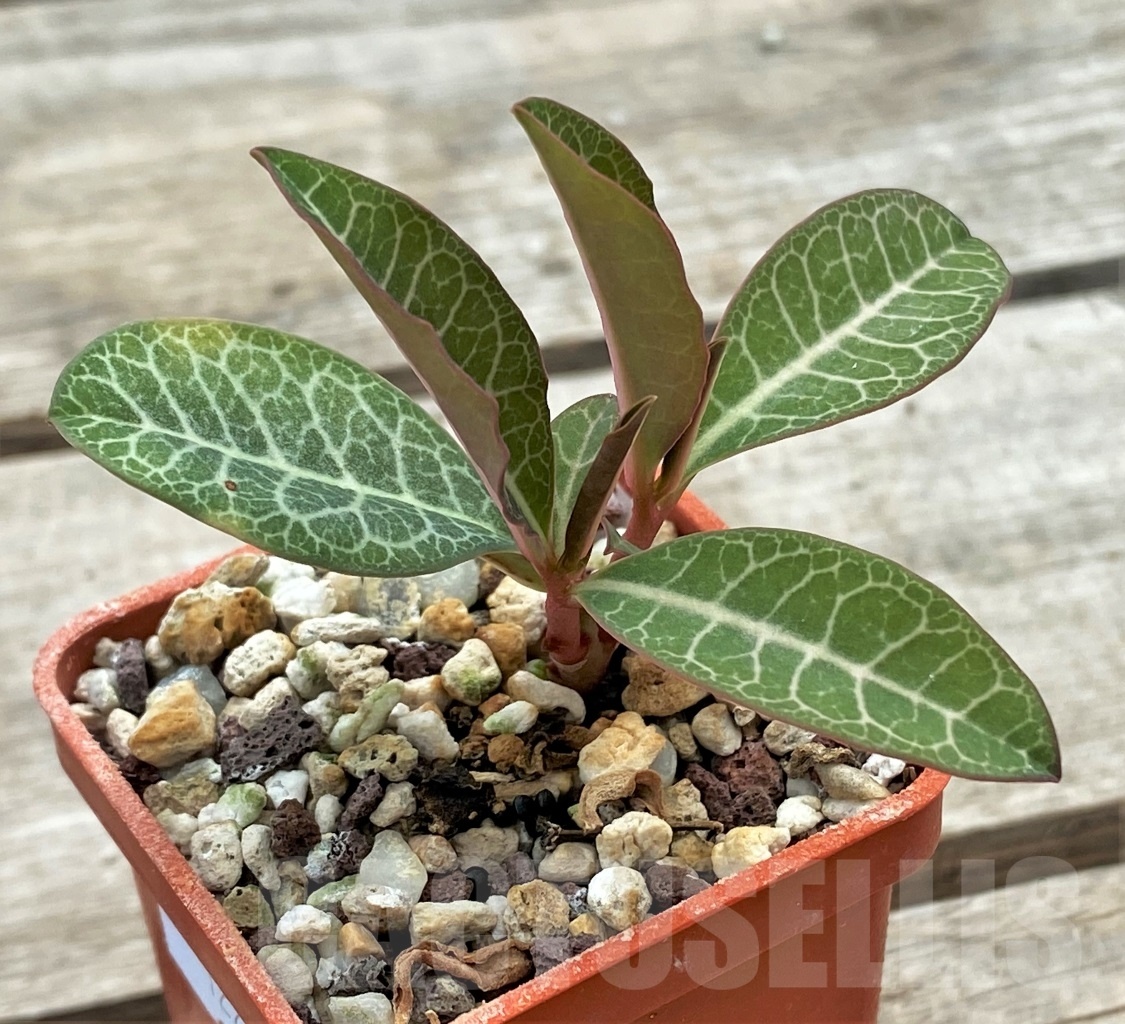 SHPR12272 Monadenium pseudoracemosum ES 21501 - Image 2