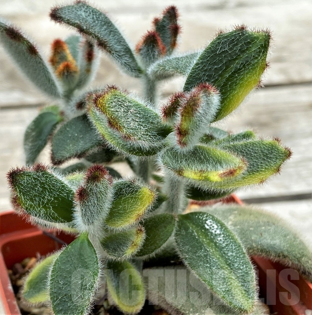 SHPR12273 Kalanchoe tomentosa f. variegata