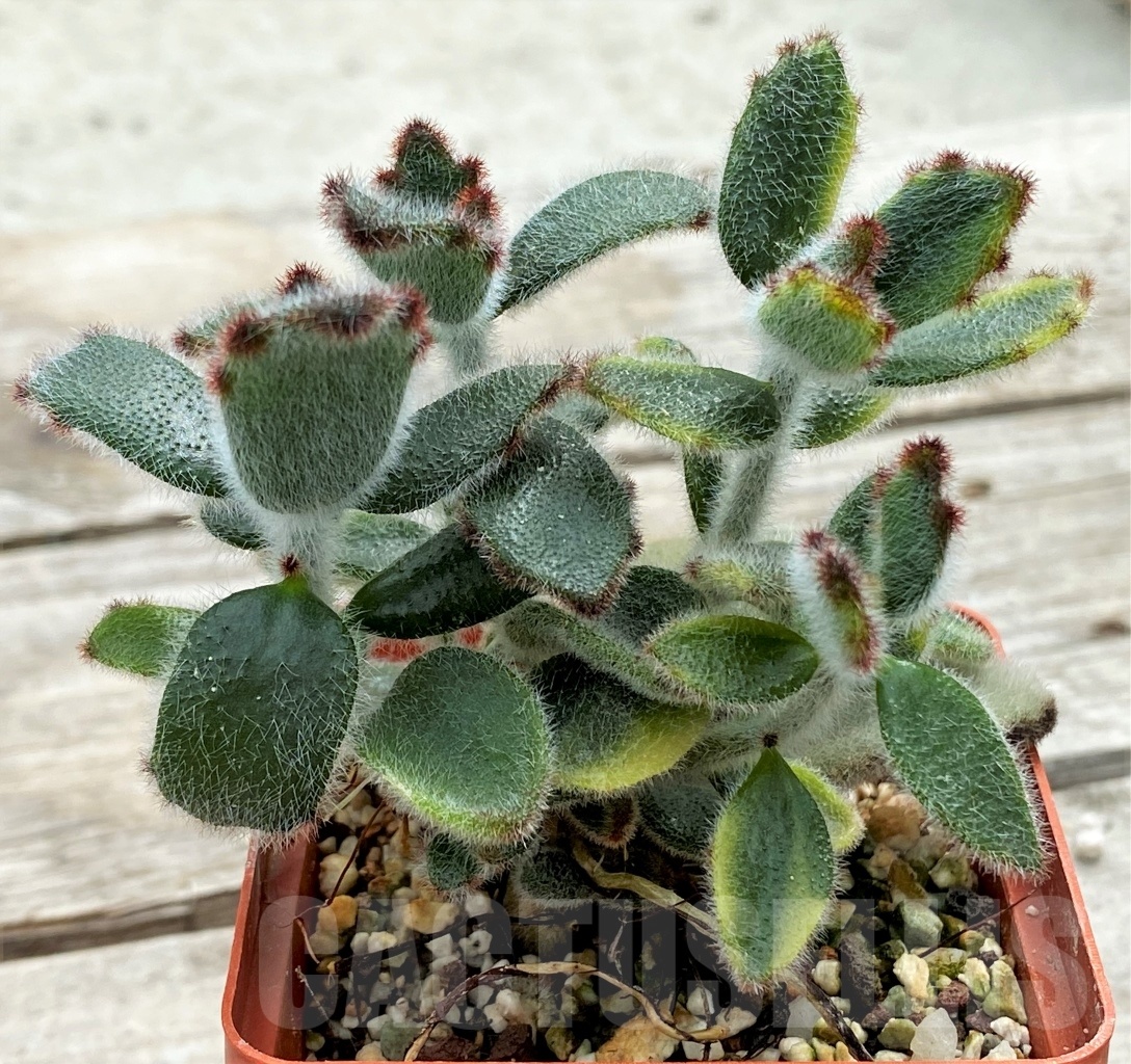 SHPR12273 Kalanchoe tomentosa f. variegata - Зображення 2