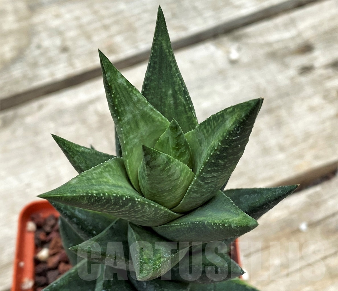 SHPR12274 Astroloba sp. f. variegata - Зображення 4