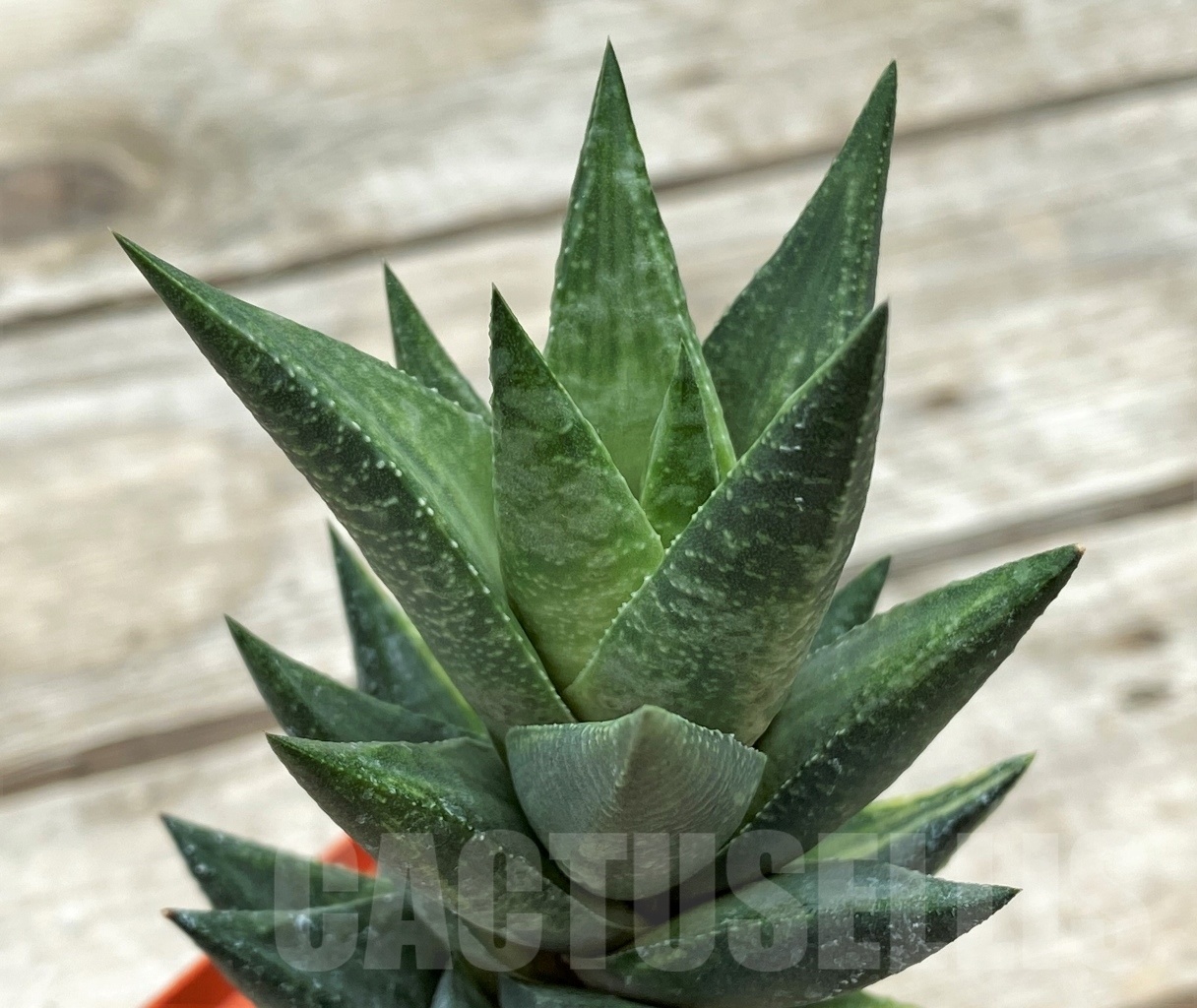 SHPR12274 Astroloba sp. f. variegata - Зображення 3