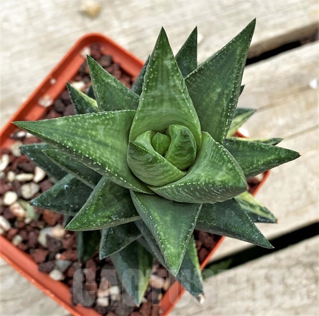 SHPR12274 Astroloba sp. f. variegata