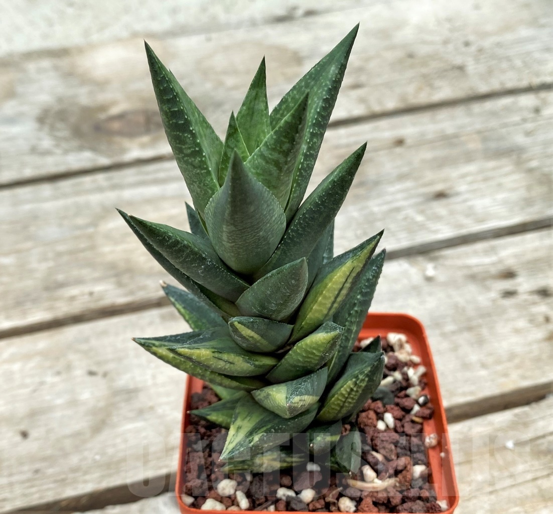 SHPR12274 Astroloba sp. f. variegata - Зображення 2