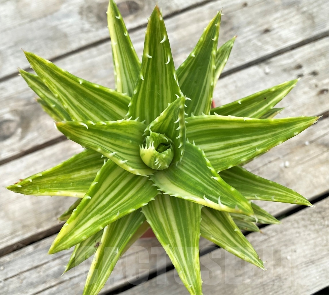 SHPR12276 Aloe mitriformis f. variegata