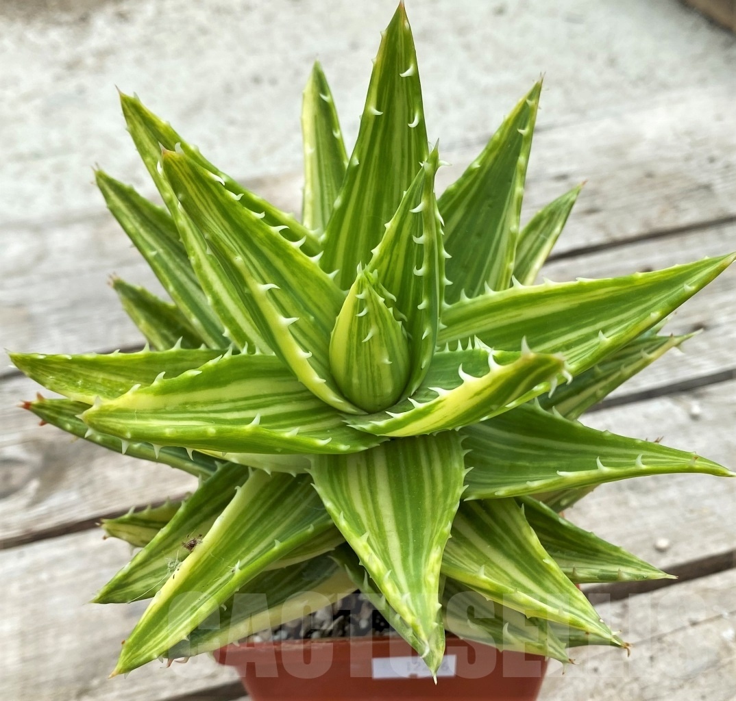 SHPR12276 Aloe mitriformis f. variegata - Image 2