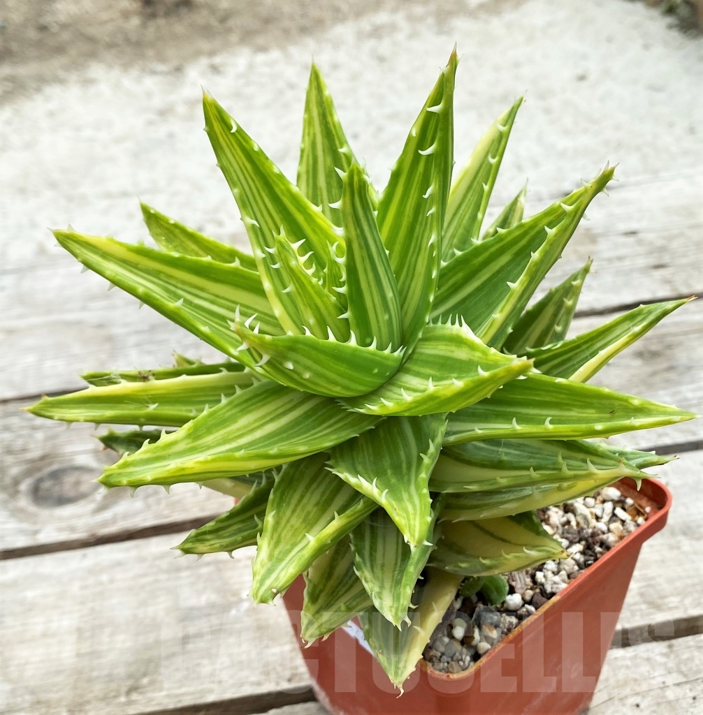 SHPR12276 Aloe mitriformis f. variegata - Image 3