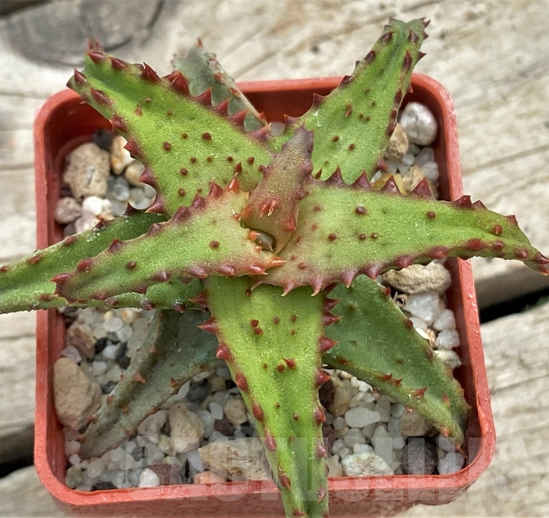 SHPR12277 Aloe castilloniae -Plateau Mahafaly, Joffreville, Madagascar- - Image 2