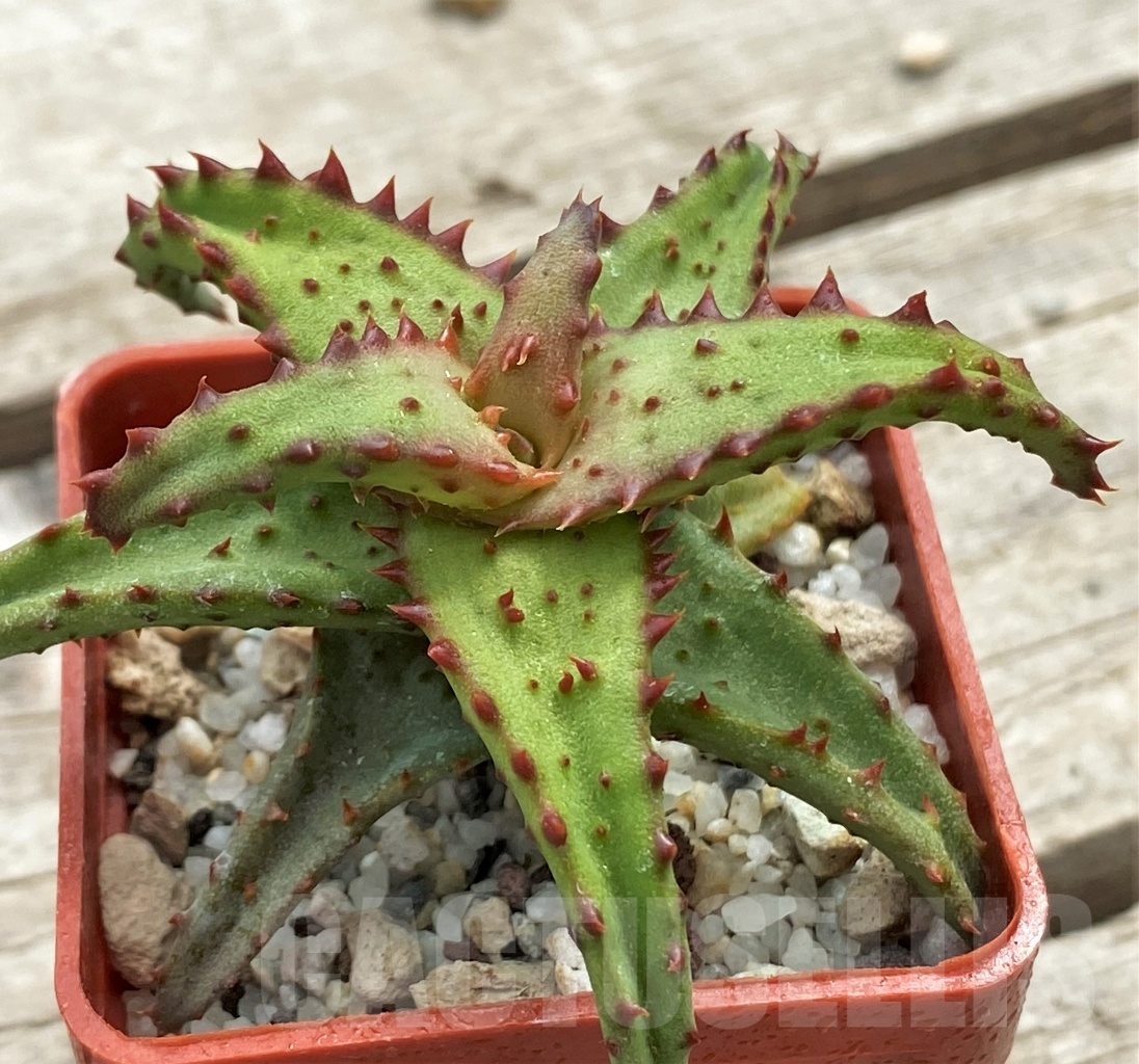 SHPR12277 Aloe castilloniae -Plateau Mahafaly, Joffreville, Madagascar-