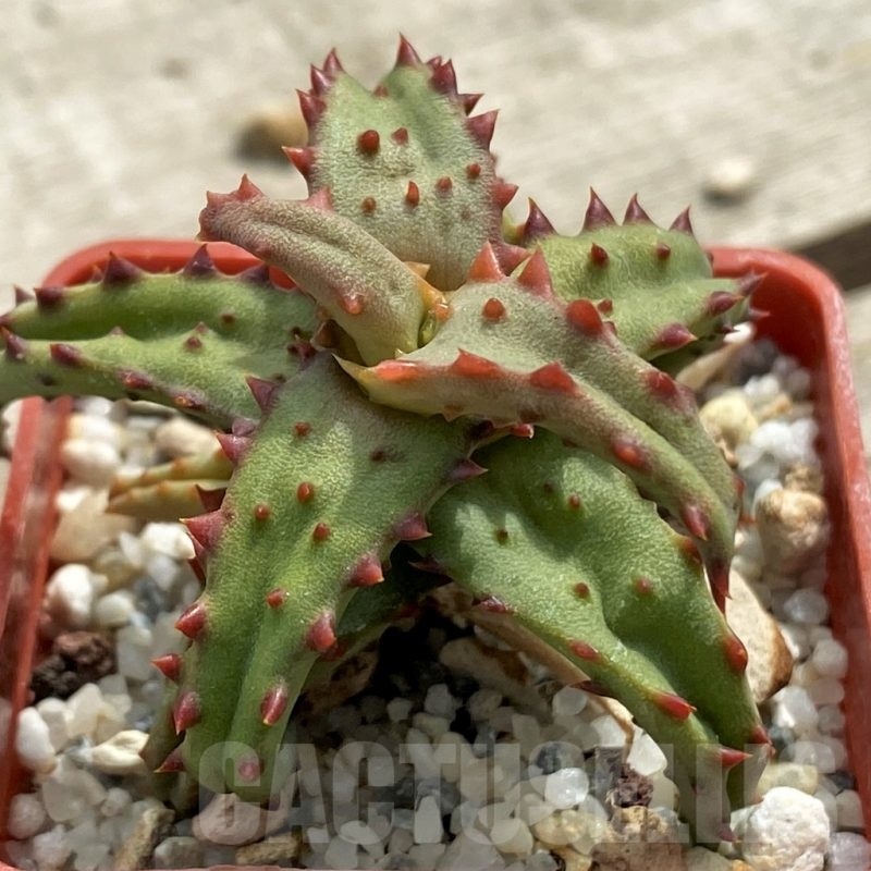 LOT644 10 SEEDS Aloe castilloniae  harvest 2025