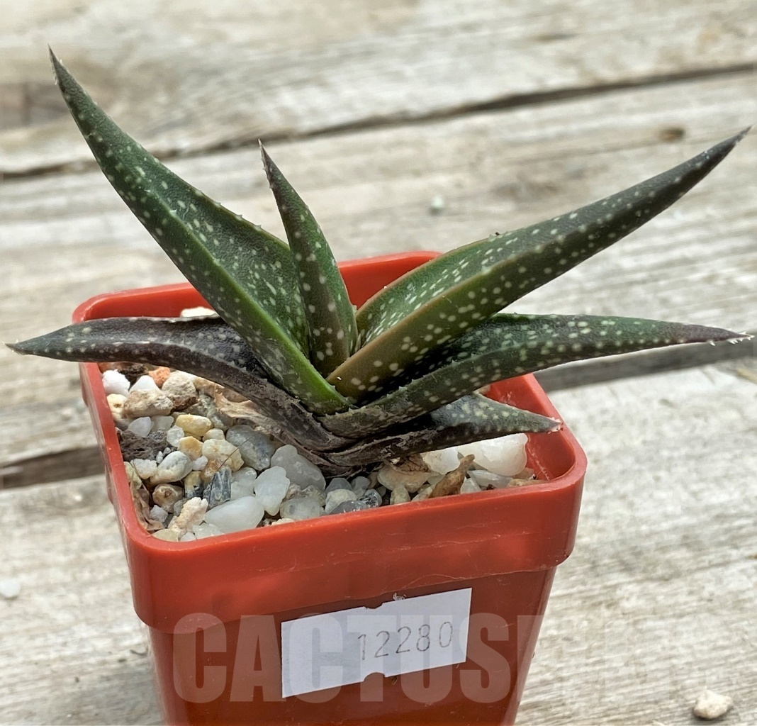 SHPR12280 Aloe irafensis - Image 2