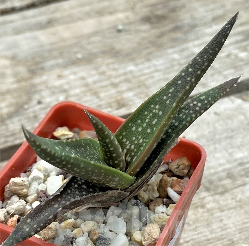 SHPR12280 Aloe irafensis