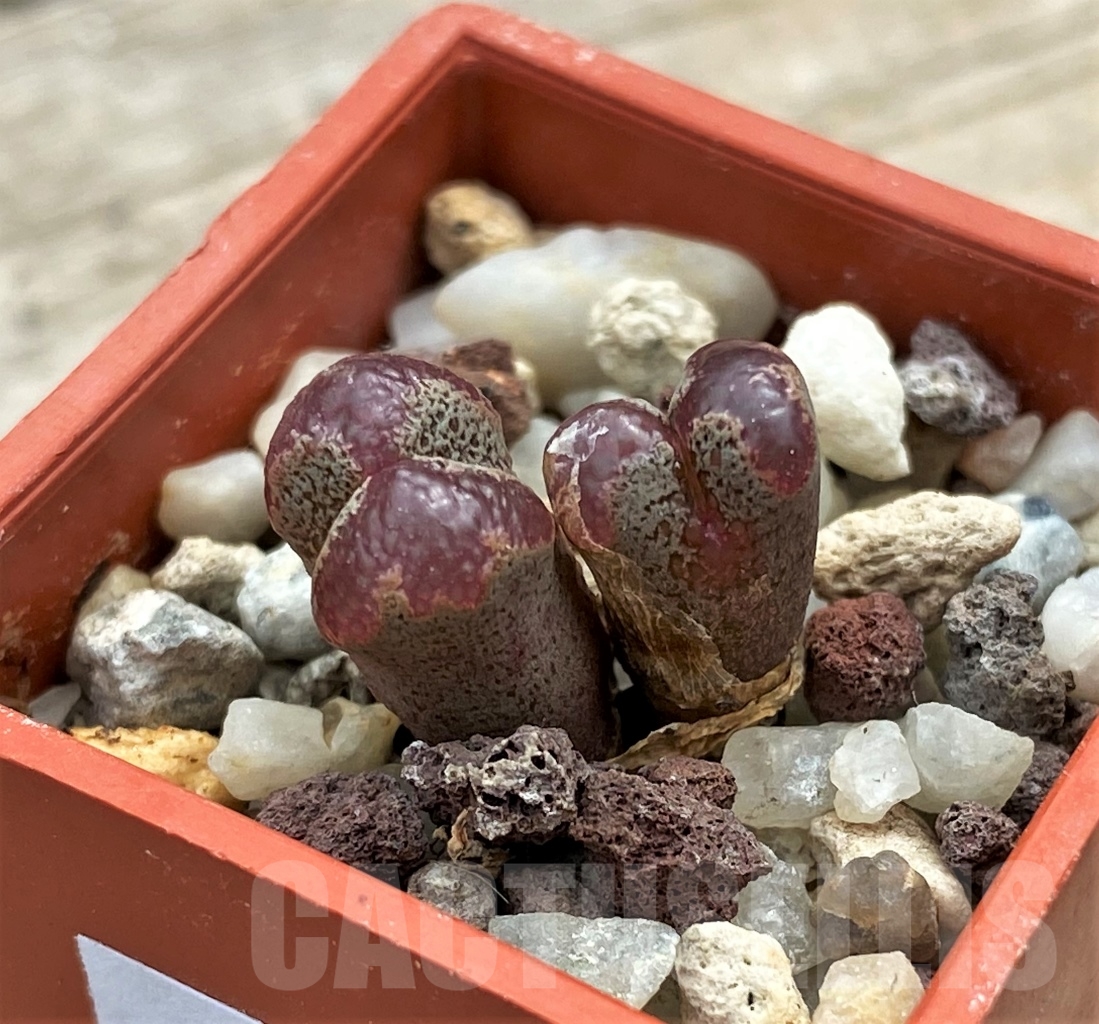 SHPR12283 Conophytum pellucidum - Image 2