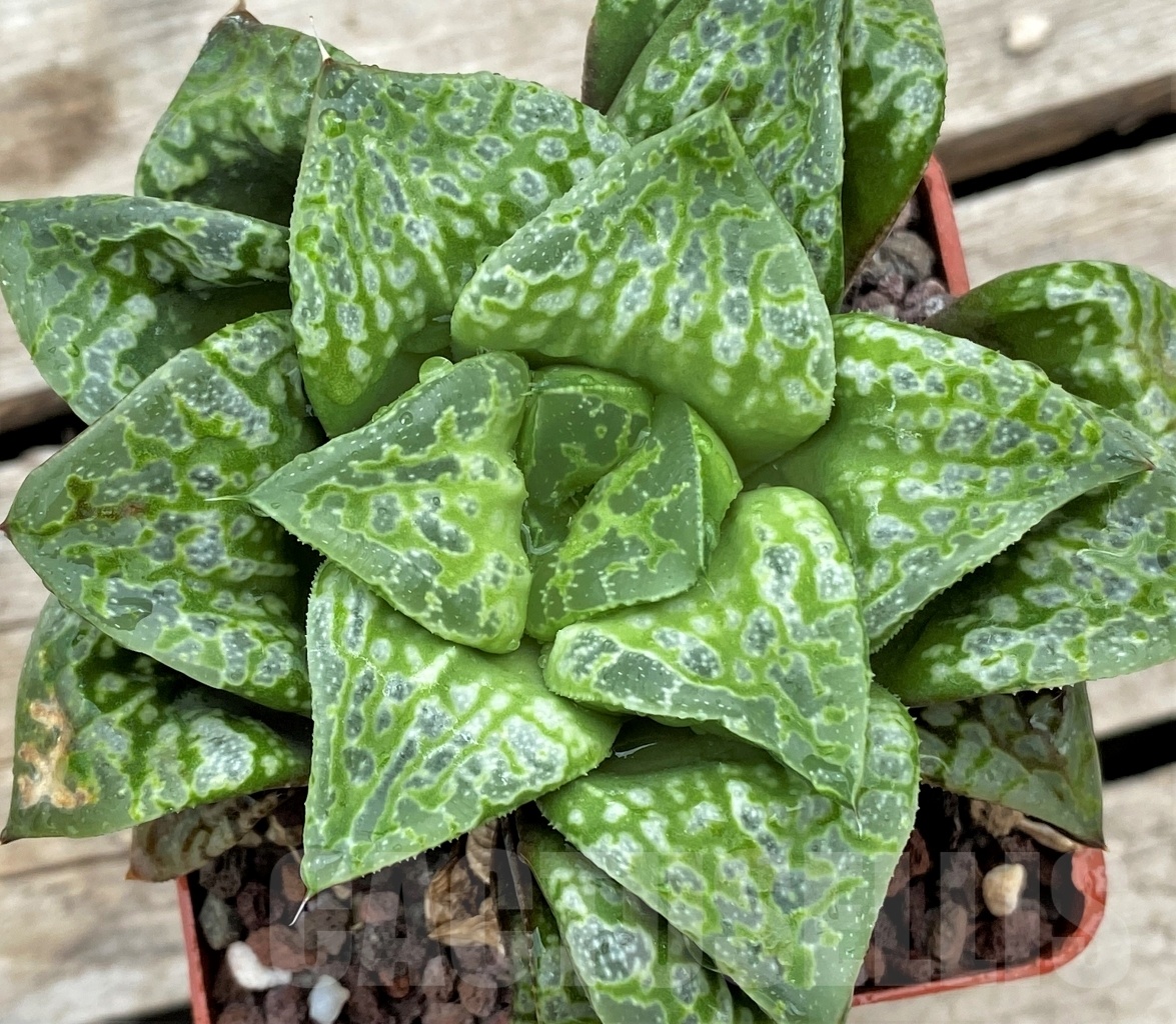 SHPR13009 Haworthia ‘Kamen Butokai’